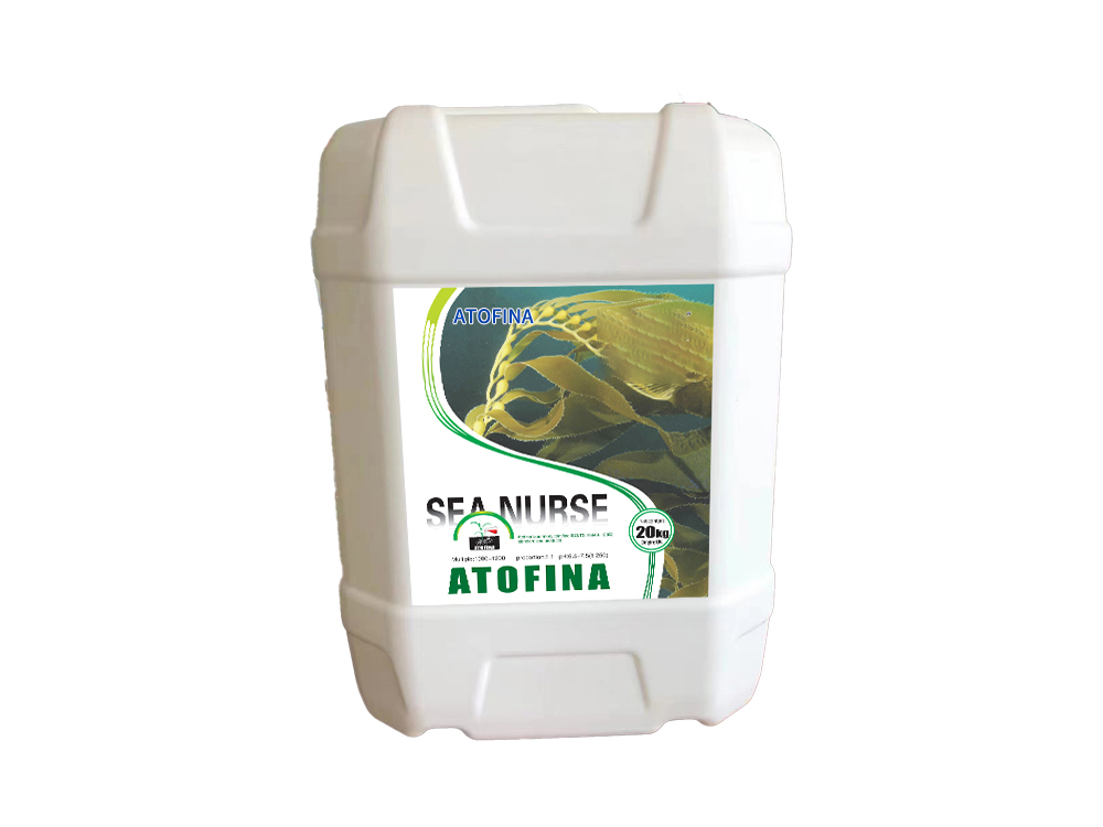 Sea Nurse No.2 20kg